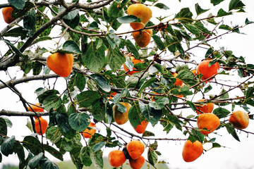 시골 가을 감나무