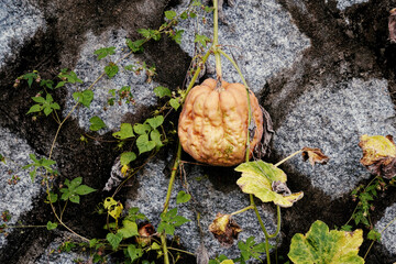 시골 석축 돌담에 걸친 호박 한덩이
