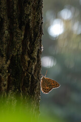 公園の林の中の木陰にじっととまるサトキマダラヒカゲ