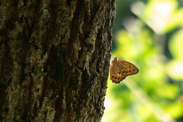 公園の林の中の木陰にじっととまるサトキマダラヒカゲ