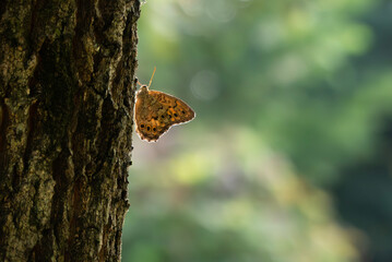 公園の林の中の木陰にじっととまるサトキマダラヒカゲ