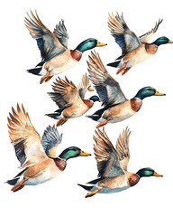 Obraz premium Flying mallard ducks watercolor painting flock illustration artwork image