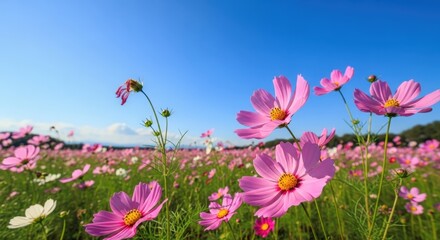 Cosmos Flowers Swaying in the Autumn Breeze — Soft Sunlight and the Beauty of Nature
