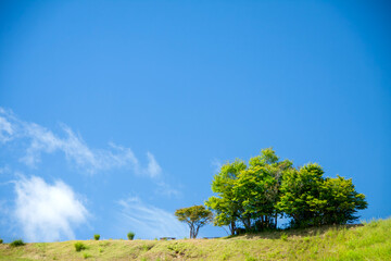 丘の上に立つ木と青空