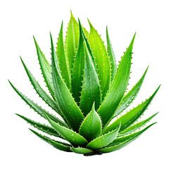 Fototapeta premium Succulent plant with spiky, fleshy, green leaves. Isolated