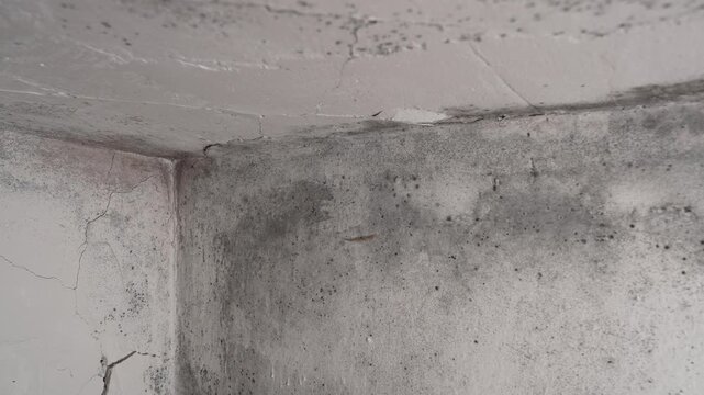 Toxic black mold on walls and ceiling in damp room, serious health risk