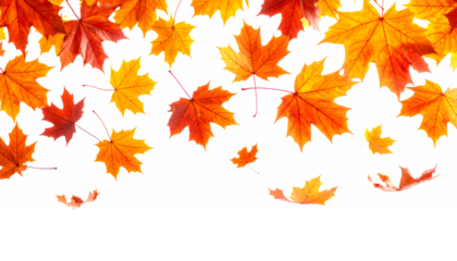 秋色に染まるカエデの葉|背景なし・透過PNG・コピースペース