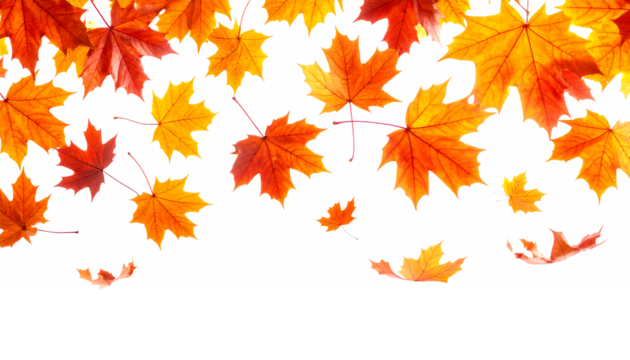 秋色に染まるカエデの葉｜背景なし・透過PNG・コピースペース