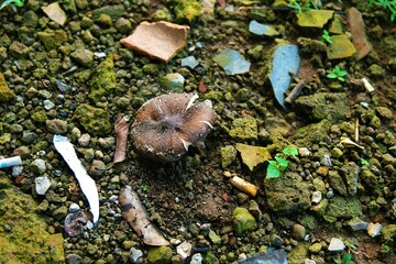 A wild mushroom grows naturally on the forest floor among soil, leaves, and debris, capturing the raw beauty of nature’s small organisms.