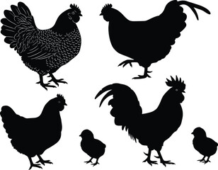Chicken silhouette set, rooster and hen, poultry illustration, chick shapes, farm bird, feather detail, livestock icon, black silhouette, rural animal