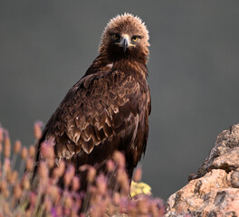 una poderosa aguila real en la montaña