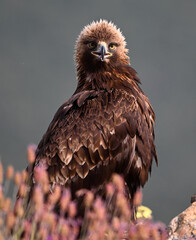 a portrait of golden eagle
