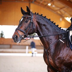 Horse in riding arena