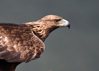 Fototapeta premium a portrait of golden eagle