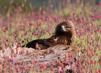 golden eagle in the mountain on spain