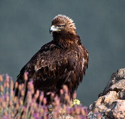 A POWERFUL GOLDEN EAGLE