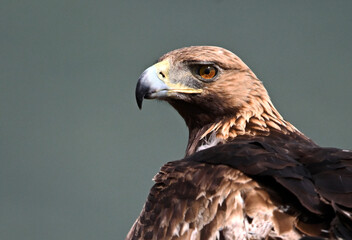 golden eagle in the mountain on spain