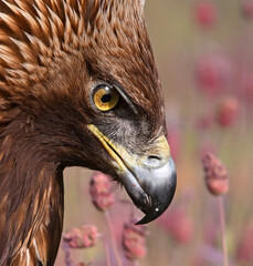 golden eagle in the mountain on spain