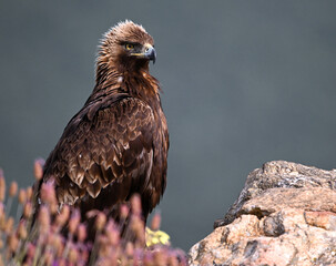 golden eagle in the mountain on spain