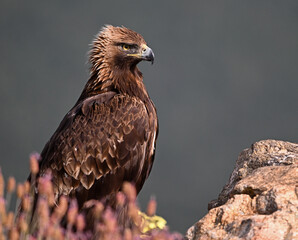 Fototapeta premium A POWERFUL GOLDEN EAGLE