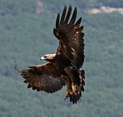 golden eagle in the mountain on spain