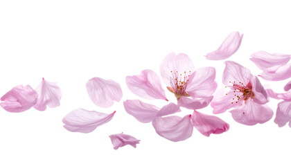Obraz premium 舞い散る桜の花びら｜背景なし・透過PNG・コピースペース
