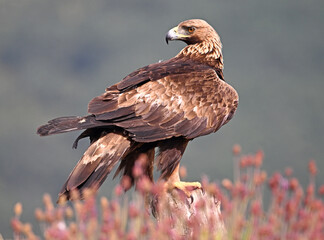 una poderosa aguila real en la montaña