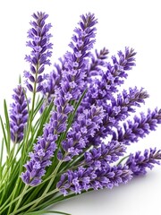 Naklejka premium Fresh bunch of purple lavender flowers with green stems