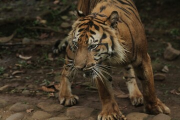 a Sumatran tiger is walking around observing its surroundings
