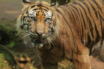 Close up of a sumatran tiger standing and looking at the camera