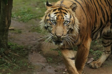 Close up of a sumatran tiger standing and looking at the camera
