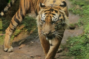 a Sumatran tiger is walking around observing its surroundings