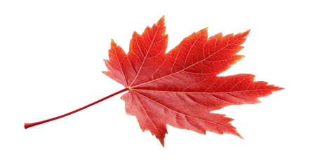 A close-up view of a vivid red maple leaf highlighting its intricate veins and autumn charm.
