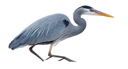 Fototapeta premium A gray heron with long legs and a long beak is depicted standing alone, showcasing its unique plumage and elegant posture.