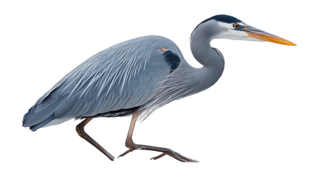 A gray heron with long legs and a long beak is depicted standing alone, showcasing its unique plumage and elegant posture.