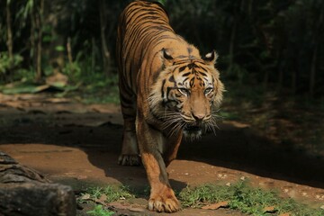 A sumatran tiger is walking out of the darkness while looking ahead