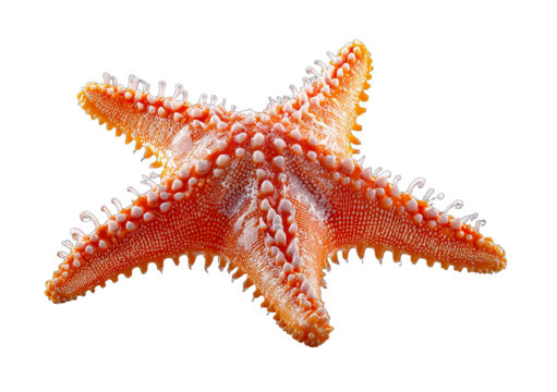 A vibrant starfish with orange and white spiky arms, showcasing its unique marine biological structure. - Powered by Adobe