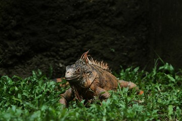 a red iguana crawling in the grass