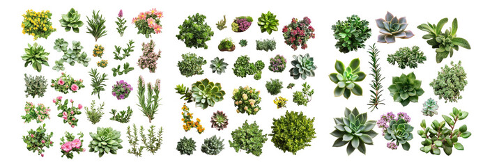 Fototapeta premium Collection of Unique Succulent Plants for Creative Design Projects, Isolated on Transparent, white background