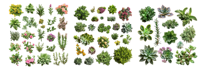 Collection of Unique Succulent Plants for Creative Design Projects, Isolated on Transparent, white background