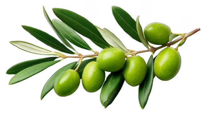 A branch with fresh green olives and leaves, representing natural and healthy food elements.