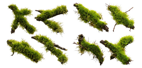 Green Moss Sticks Natural Forest Texture for Nature Backgrounds, Isolated on Transparent, white background