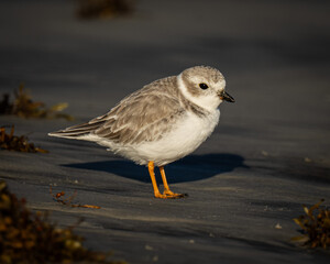 Piping Plover on the beach