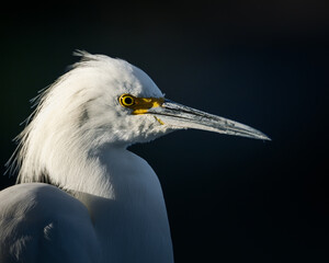 Photograph of a white bird. A Snowy Egret.