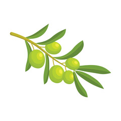 Fresh and natural green olive branch isolated on a white background. Vector illustration