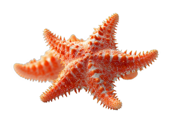 A close-up shot of an orange starfish with spiny surface, showcasing its unique marine creature features.