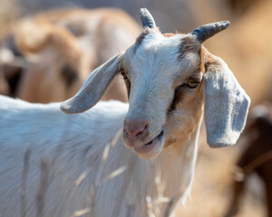 Portrait of a white goat with some brown markings on the head, shallow depth of field, in nature