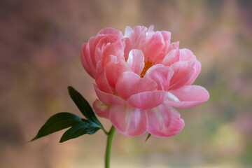 Close-up of Peony on pink background and centered
