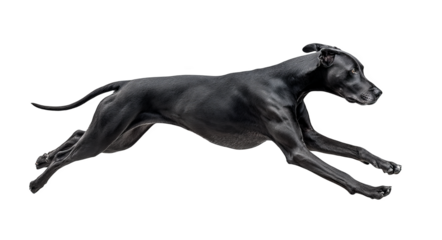 A black great dane dog is captured in mid - leap, displaying its muscular and athletic physique as it moves with speed and agility.