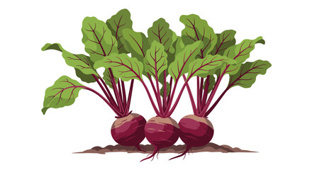 Freshly grown organic beets with vibrant green leaves ready for harvest.